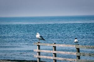 Seagulls on Wooden Fence Facing the Ocean at Seahouses Harbour, UK photo