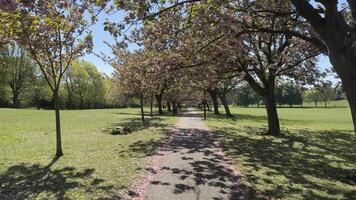 Pathway Through Park with Cherry Blossom Trees photo