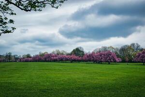 Green Field with Pink Flowering Trees Under Cloudy Sky in Harrogate, UK photo