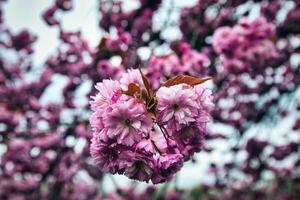 Pink Cherry Blossom Flowers in Bloom in Harrogate, UK photo
