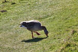Greylag Goose Foraging in Grassy Field photo