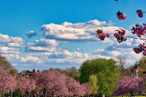 Park with Flowering Trees and Buildings Under Cloudy Blue Sky in Harrogate, Yorkshire, UK. photo