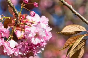 Cherry Blossom Branch with Pink Flowers and Brown Leaves in Harrogate, Yorkshire, UK. photo