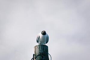 Black-Headed Gull on Wooden Post photo