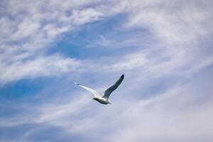 Seagull Flying in Blue Sky with Clouds photo