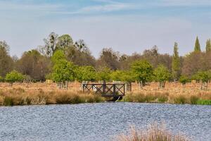 Lake with Wooden Pier and Trees in Meadow Landscape in Bushy Park, London, UK. photo