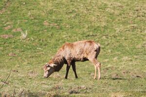 Deer Grazing in Green Grassy Field photo