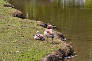 Egyptian Geese on Grassy Bank Next to Water photo