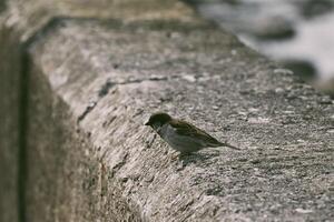 Sparrow on Concrete Ledge photo