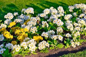 Flowerbed of White and Yellow Primroses photo