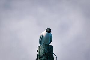 Black-Headed Bird Perched on Wooden Post photo