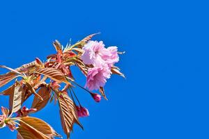 Cherry Blossom Flowers and Leaves Against Blue Sky in Harrogate, Yorkshire, UK. photo