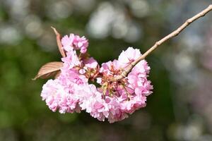 Pink Cherry Blossoms on Branch with Blurred Background in Harrogate, Yorkshire, UK. photo