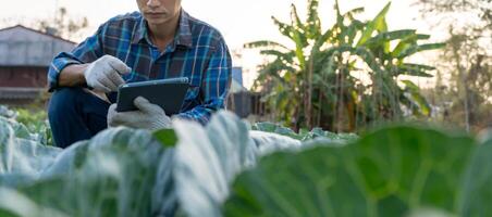 Farmer use the main data network in the internet, agricultural technology, work on crop data analysis by tablet ,technology for plantation data link with internet make a good plant organic product. photo