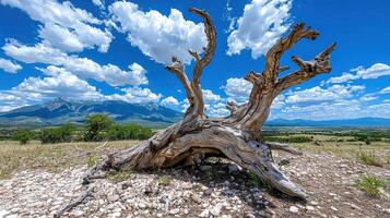 Weathered Tree Trunk in Mountain Landscape under Sunny Sky photo