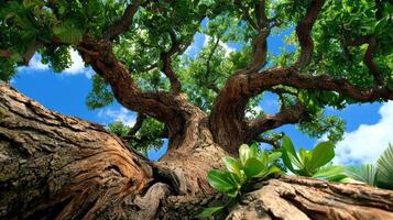 Ancient Tree with Lush Green Canopy Against a Vibrant Blue Sky photo