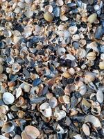 Top view of beach covered in broken seashell fragments and shell crumbs. Ocean, sea, beach, vacation, holiday, sharp photo