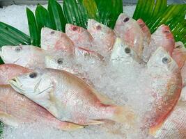 raw red snapper fish served with ice. photo