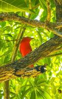 A bright red bird sitting on a branch in a tree photo
