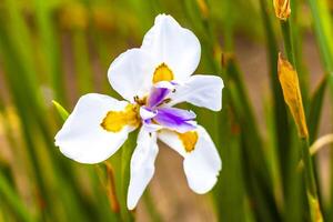 A white flower with a yellow center is in the grass photo