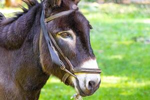 A close up of a donkey with a bridle on photo