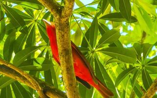 A red bird sitting on a tree branch photo