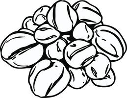 Sketch Of Coffee Beans Stacked Together In A Pile On A White Background Illustrative Drawing vector