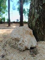 Large Rock Resting Beside Tree Trunk in Natural Outdoor Setting 1 photo
