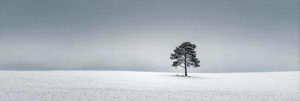 A tree stands alone in a snowy field photo