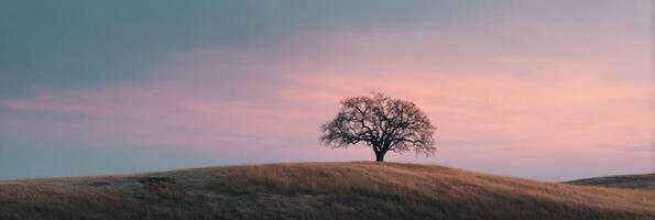 A lone tree stands on top of a hill in front of a pink sky photo