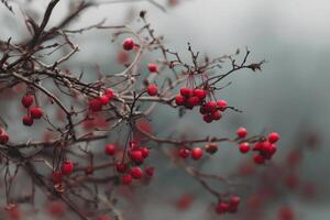 Red berries on a tree branch in the fog photo