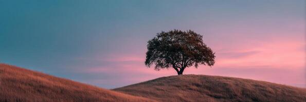 un solitario árbol soportes en parte superior de un colina a puesta de sol foto
