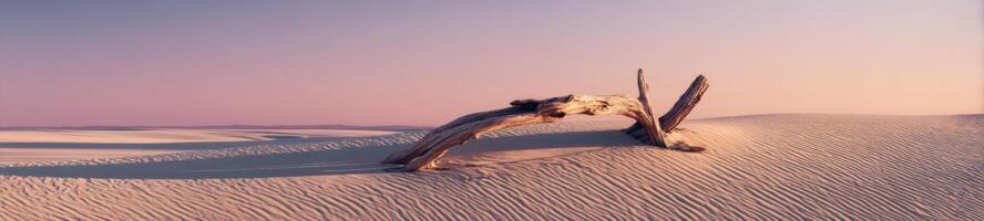 A dead tree in the middle of a desert photo