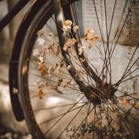 A bicycle with a wheel and some dried flowers photo