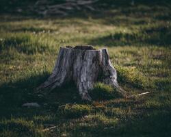 A stump in the grass with grass growing around it photo