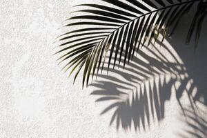 Palm leaves on a white wall photo