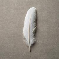 A white feather on a beige background photo