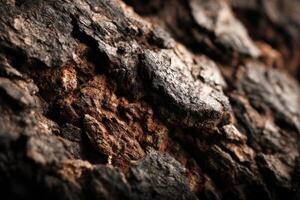 A close up of a tree bark with some dark spots photo
