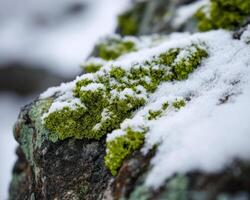 A close up of moss on a rock covered in snow photo