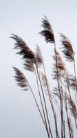 Reeds blowing in the wind on a cloudy day photo