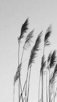 Black and white photo of tall grass blowing in the wind