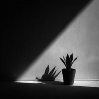 Black and white photo of a plant in a pot