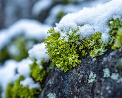 A moss covered rock with snow on it photo