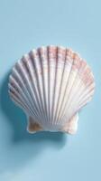A shell on a blue background photo