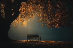 A bench under a tree in the middle of a field photo