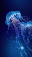 Jellyfish on blue background photo