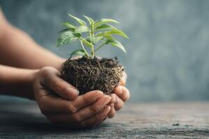 Hands holding a small plant on a wooden table photo