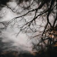 Minimal Reflection of trees in water photo