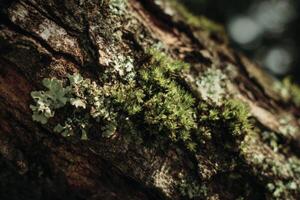 A close up of moss on a tree trunk photo
