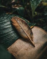 Feather on a book photo